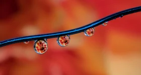 Macrophotography